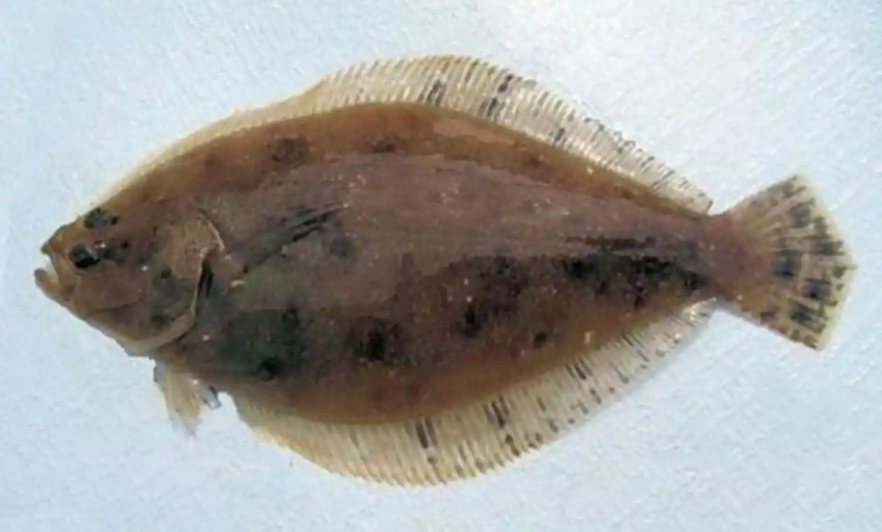 Conservation of Flounder Fish Why it Matters Aquatic Animals