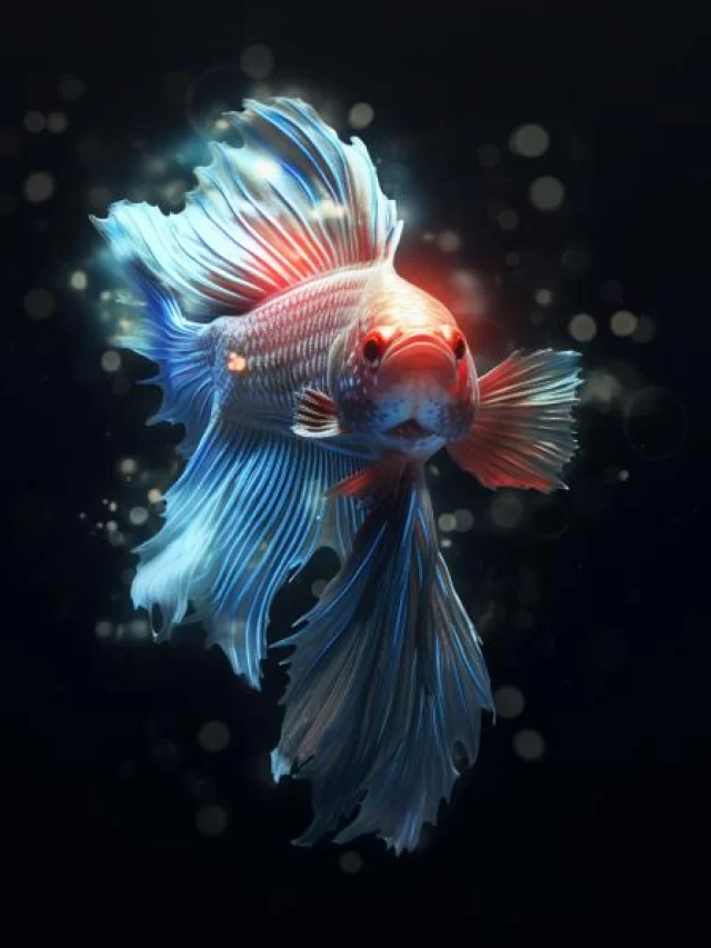 Betta Fish: Colorful Aquatic Beauties for Your Aquarium
