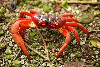 christmas-island-red-crab-guide