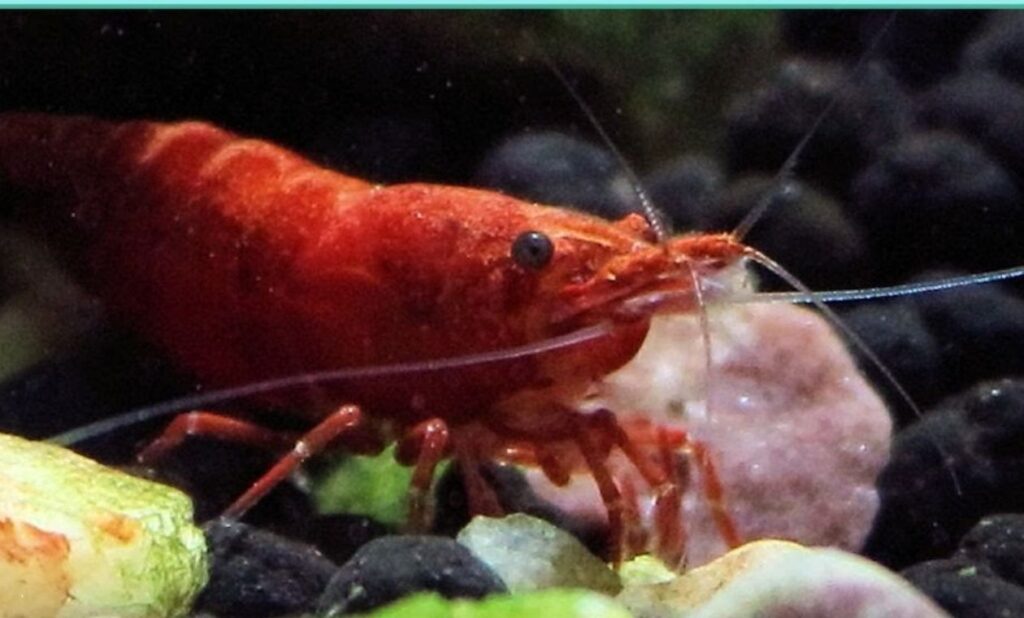 cherry-shrimp